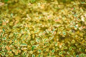 Image result for Terminalia neotaliala