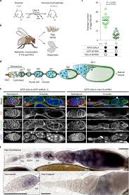 Pests enter buildings in search of three things: Cellular Metabolic Reprogramming Controls Sugar Appetite In Drosophila Nature Metabolism