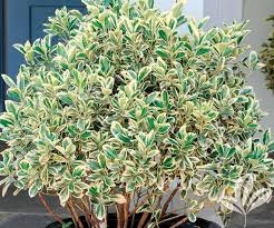 Euonymus is a broad genus of woody flowering plants, mostly native to eastern asia and portions of europe. Silver King Euonymus 1 Gallon Glossy Evergreen Leaves With Silvery Online Orchards