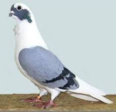 417 valorant hd wallpapers and background images. 110 Racing Pigeons Ideas Racing Pigeons Pigeon Loft Pigeon
