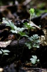 Moskusurt moskusurt (adoxa moschatellina) er ei plante i moskusurtslekta i moskusurtfamilien. Murefamilien Spor En Biolog