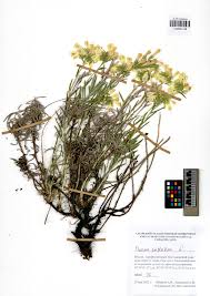 Image result for Vincetoxicum stenolobum