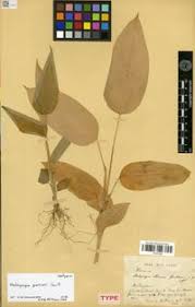 Image result for Halopegia