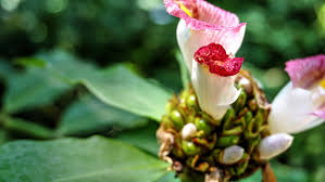 Image result for Costus afer