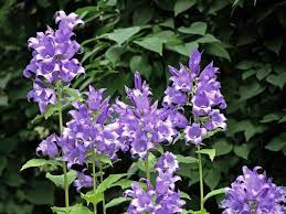 Ukonkello Campanula Latifolia Kukkakasvit Luontoportti Edible Garden Flowers Perennials Ornamental Plants