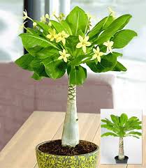 Hawaii Palme 1a Zimmerpflanzen Online Kaufen Baldur Garten Bluhende Zimmerpflanzen Zimmerblumen Pflanzen