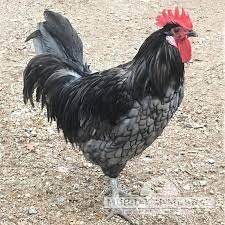 That is, you can take two blue parents and produce 100% blue offspring. Murray Mcmurray Hatchery Blue Andalusians
