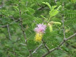 Image result for Alantsilodendron pilosum