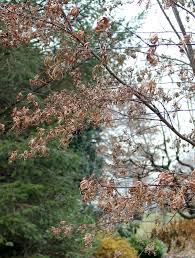 My japanese maple looks really sick and not as full as usual. What S Killing The Japanese Maples Garden Housecalls