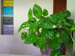 The fine vines form a loose tangle, preventing it from draping to the extent of other ivy varieties. 12 Poisonous Houseplants Their Health Effects And Safe Alternatives Dengarden Home And Garden