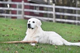 Check spelling or type a new query. English Golden Retriever Puppies Summer Brook English Goldens