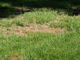 It's just not growing during a particular season. Can A Brown Lawn Be Saved How To Revive A Dead Lawn