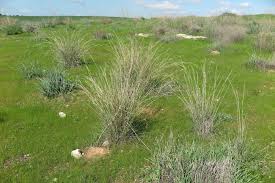 Image result for Hyparrhenia tamba