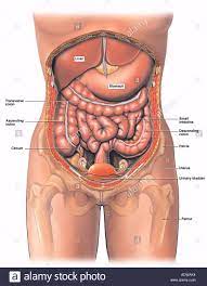 Ovaries, which produce and release. Drawing The Human Figure Tips For Beginners Drawing On Demand Human Body Anatomy Human Body Organs Body Anatomy Organs