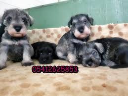 Bestdog Heaven Bursa Kopek Ciftligi Kopek Ilanlari Yavru Kopek