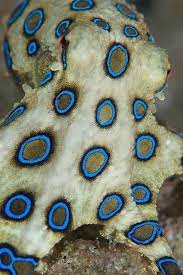 Blue Ringed Octopus This Is The Deadliest Octopus In The World It Is Located In The Philippienes Australi Ocean Creatures Ocean Animals Underwater Creatures