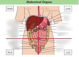 Listen to torso and major organs and six more episodes by aspects of anatomy, free! Abdominal Organs Label Diagram Quizlet