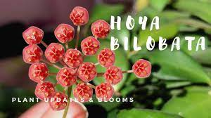 Hoya bilobata is endemic to the philippines. Hoya Bilobata Should Be Called Hoya Burtoniae Update Hoya In Bloom Youtube