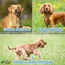 Golden Cocker Retriever Online Shopping Mall Find The Best Prices And Places To Buy