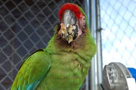 We did not find results for: Freeze And Thaw Meals For Your Parrots