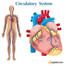 Circulatory System Medical Icon Medical Videos Circulatory System