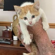 Maybe you would like to learn more about one of these? Pin On Pets