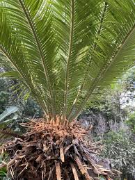 Image result for Cycadaceae