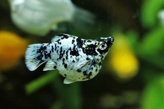 Tropical Fish Balloon Molly Fish Care Marble Balloon Molly Fish For Sale Online Near Me – Splashy Fish