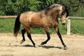Check out our buckskin mustang selection for the very best in unique or custom, handmade pieces from our shops. 21 Horses With The Most Beautiful Rare Colors In The World Inspiremore Horses Buckskin Horse Andalusian Horse