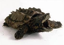 All snapping turtles are part of the chelydridae family. Alligator Snapping Turtle Untamed Science