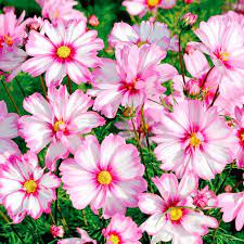 Cosmos Seeds Capriola At Dobies Cosmos Plant Plants Cosmos Flowers