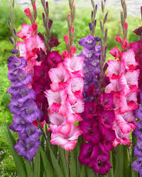 Image result for Gladiolus brachyphyllus