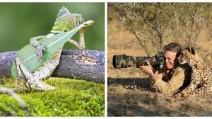 Maybe you would like to learn more about one of these? Gambar Melucukan Haiwan Yang Diambil Pada Masa Paling Tepat Berita Steady