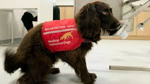A dog knows, the dog does not have to be a medical service dog or have any special designation. Sniffer Dogs In East Yorkshire Hospitals Bowel Cancer Trial Bbc News