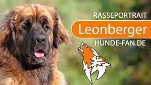 8,507 likes · 34 talking about this. Leonberger 2018 Rasse Aussehen Charakter Youtube