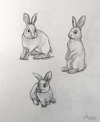 Sketchbook Art Portfolio I Endangered Vulnerable Threatened Species Animals I The Wild Rabbit Poses I Art I Animal Sketches Animal Drawings Animal Illustration