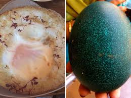 We did not find results for: Fancy An Ostrich Egg With Your Fry Up This Restaurant Will Be Happy To Oblige Mirror Online