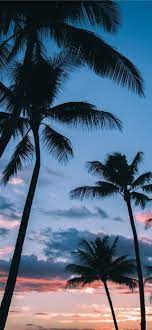 Check spelling or type a new query. Palmen Im Paradies Iphone X Tapete Tree Wallpaper Iphone Wallpaper Iphone Summer Paradise Wallpaper