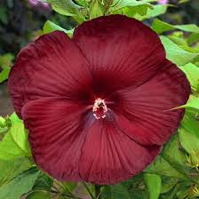 Hibiscus Heartthrob Perennial 4 Foot Tall Plant Covered In Blooms What A Show Stopper Hibiscus Hibiscus Plant Hardy Hibiscus Hardy Hibiscus Plant