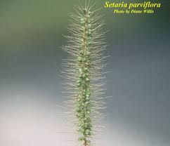Image result for Setaria parviflora
