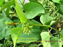 Image result for Marsdenia dregea