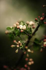 As An Apple Tree Among The Trees Of The Forest Flowers Photography Beautiful Flowers Planting Flowers