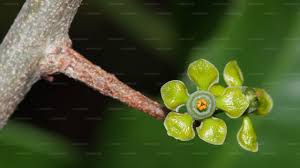 Image result for Salacia orientalis