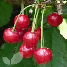 Besides good quality brands, you'll also find plenty of discounts when you shop for cherry fruit tree during big sales. Morello Cherry Trees Fruit Trees Homegrown Blackmoor