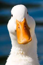 Pekin duck eggs originating in china in ancient times, white pekins were brought to the western world in the middle 1800's. An American Pekin Duck Tom Shot At Echo Park Lake In Los Angeles Because Birds Duck Pictures Cute Ducklings Pet Ducks