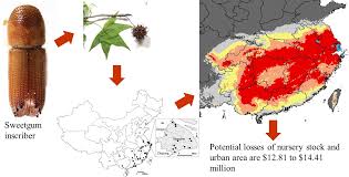 L g pest control נמצא בponca city. Insects Free Full Text Estimating Potential Distribution Of Sweetgum Pest Acanthotomicus Suncei And Potential Economic Losses In Nursery Stock And Urban Areas In China Html