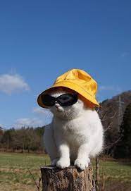 35 Cute Cat Pictures To Warm Your Heart Sooant Funny Cute Cats Funny Cat Wallpaper Cat Profile