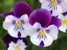 Looking for the best hd laptop wallpaper? Hd Flowers Wallpapers For Laptop 1366x768 Free Download