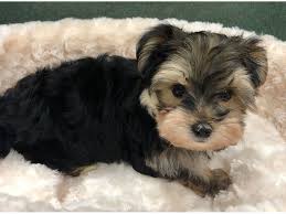 Our listings are from top breeders from around the country. Morkie Puppies Petland San Antonio