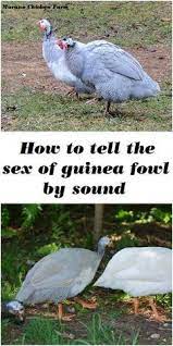 Pin On Guinea